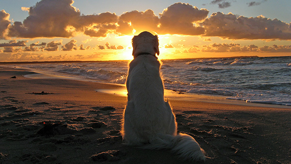 Perro