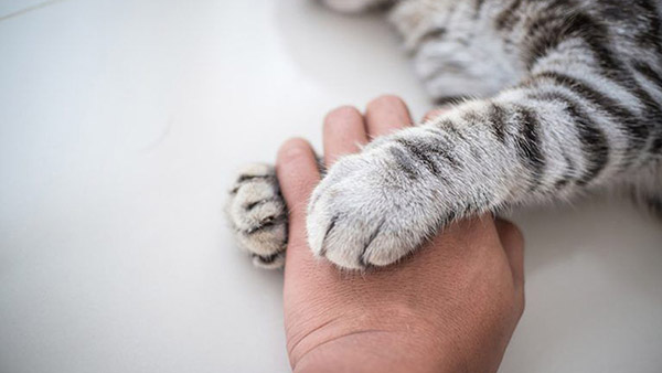 Gato