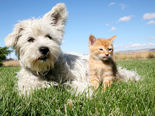 Gato y perro